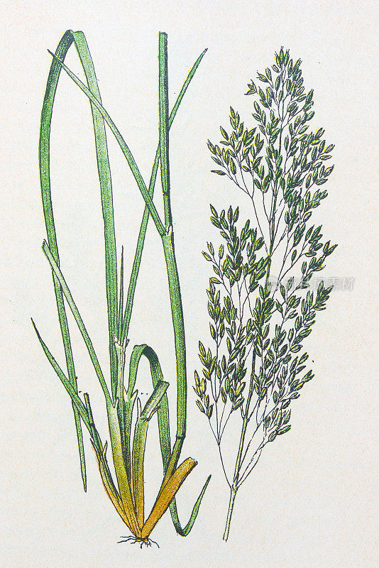 古董植物学插图:簇毛草，Deschampsia caespitosa